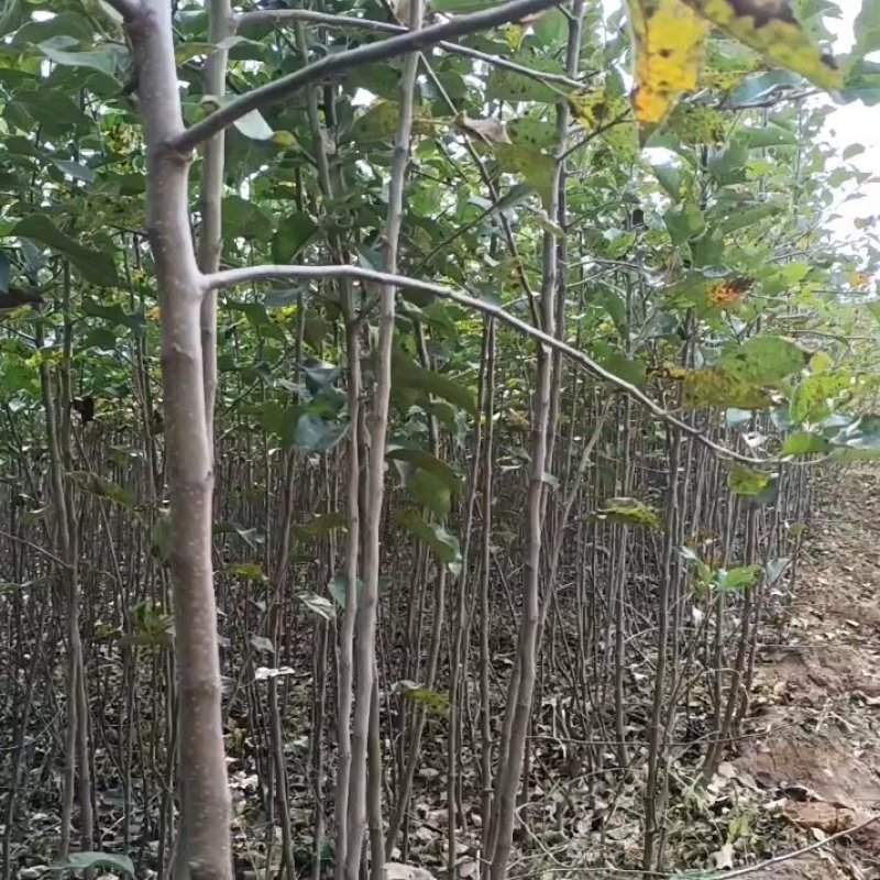 岀售优质红富士苹果苗