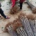岀售优质红富士苹果苗