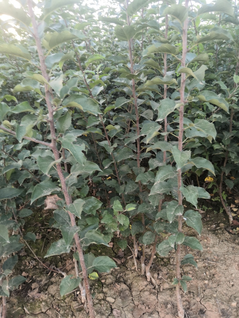 岀售优质红富士苹果苗