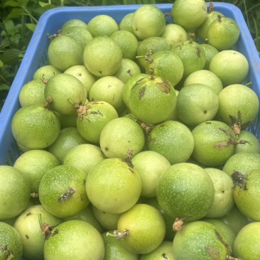 广西钦州钦蜜9号百香果，自家种植，一件起发
