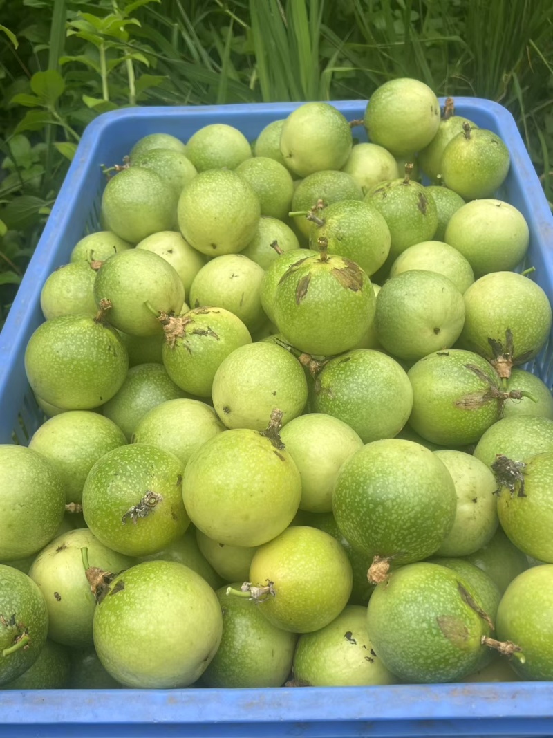 广西钦州钦蜜9号百香果，自家种植，一件起发