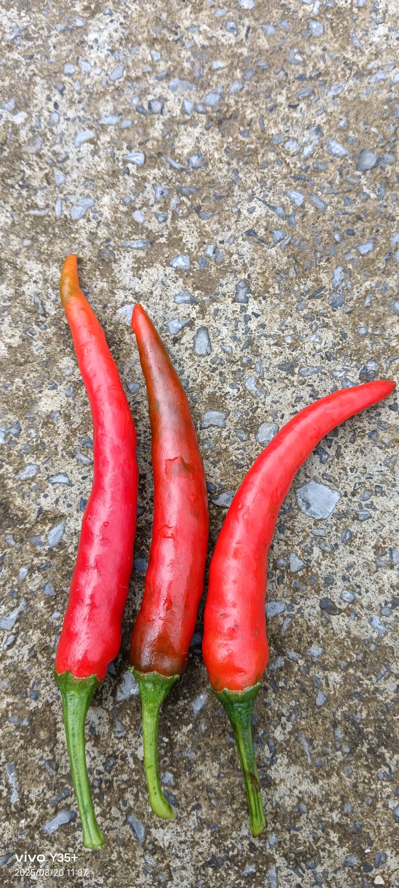 贵州湾滩河小米椒