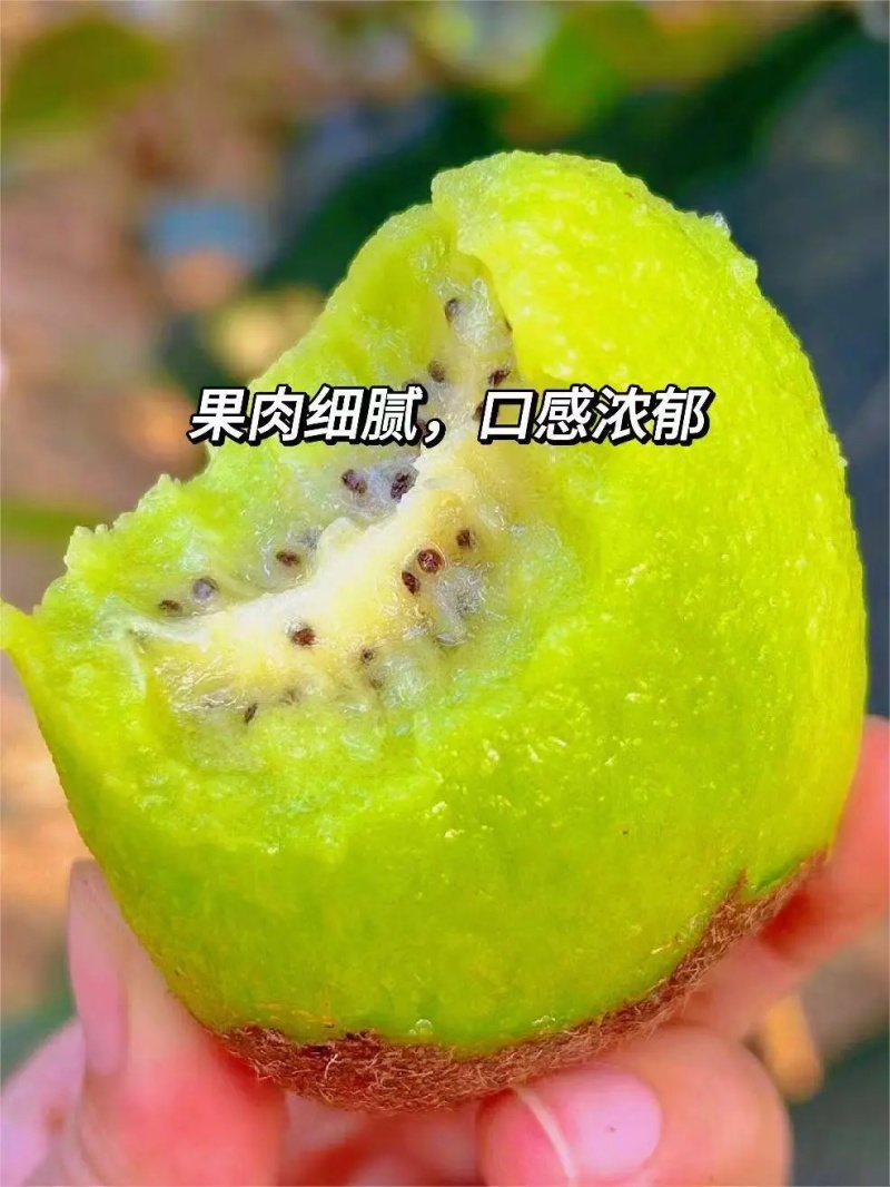 秒接单包邮湘西绿心猕猴桃日发万单支持各大平台一件代发