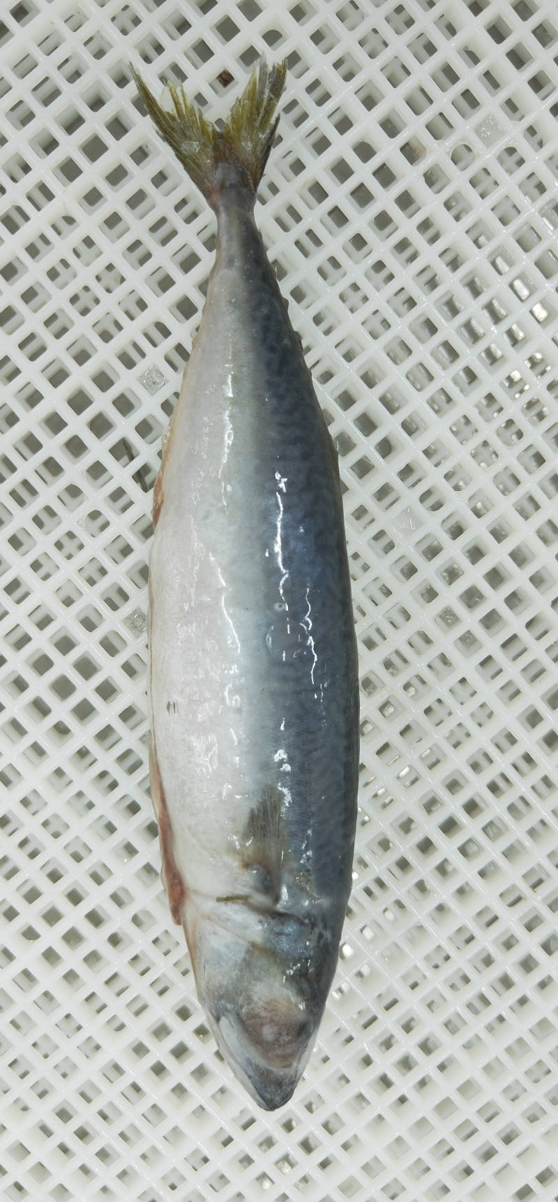 鲐鲅鱼