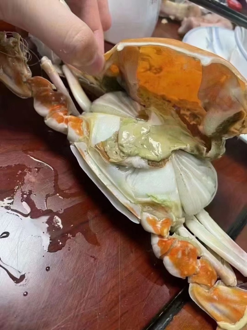 自家渔船打捞精品单挑梭子蟹大公梭子蟹