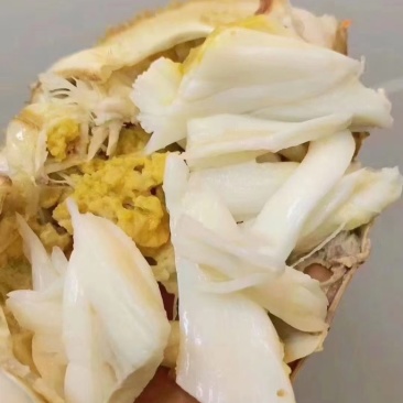 自家渔船打捞精品单挑梭子蟹大公梭子蟹