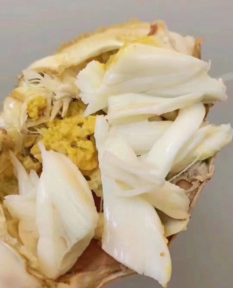 自家渔船打捞精品单挑梭子蟹大公梭子蟹