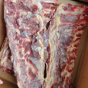 牛羽骨