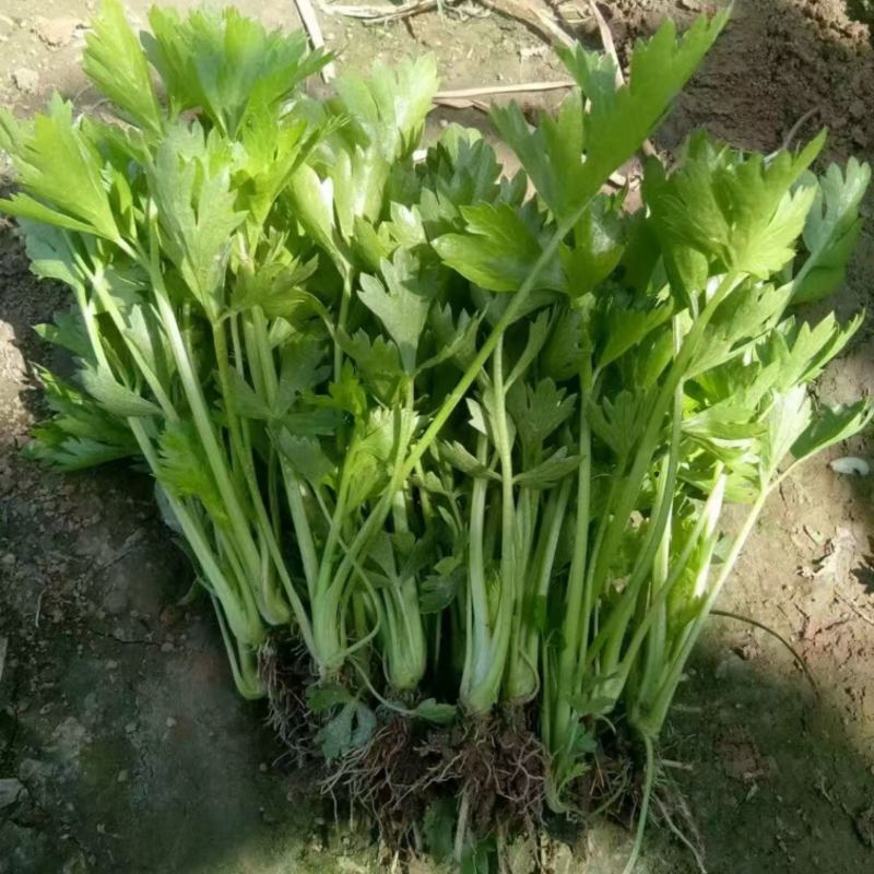 【热卖推荐】河南芹菜苗精品货易成活品质保障可视频看货