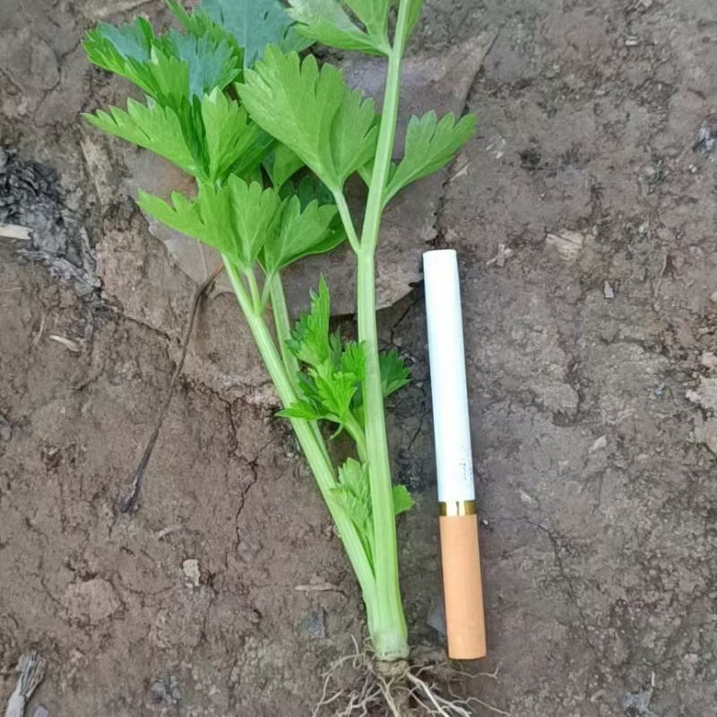【热卖推荐】河南芹菜苗精品货易成活品质保障可视频看货