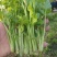 【热卖推荐】河南芹菜苗精品货易成活品质保障可视频看货