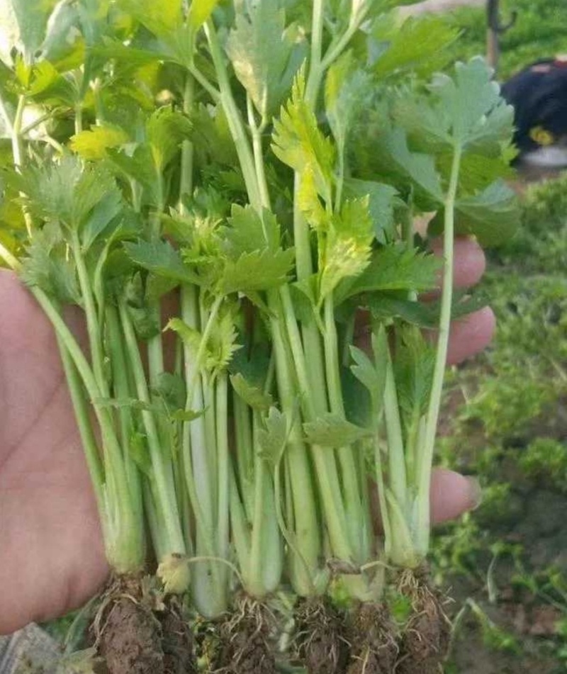 【热卖推荐】河南芹菜苗精品货易成活品质保障可视频看货