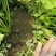 【热卖推荐】河南芹菜苗精品货易成活品质保障可视频看货