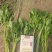 【热卖推荐】河南芹菜苗精品货易成活品质保障可视频看货