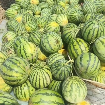 麒麟西瓜二茬