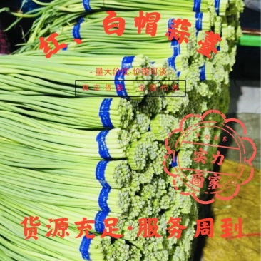 商河蒜薹产地直销，精品红帽、白帽，一手货源全国代发。