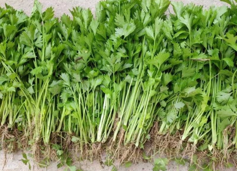 【芹菜苗】河南滑县精品芹菜苗产地直发可对接全国各地市场