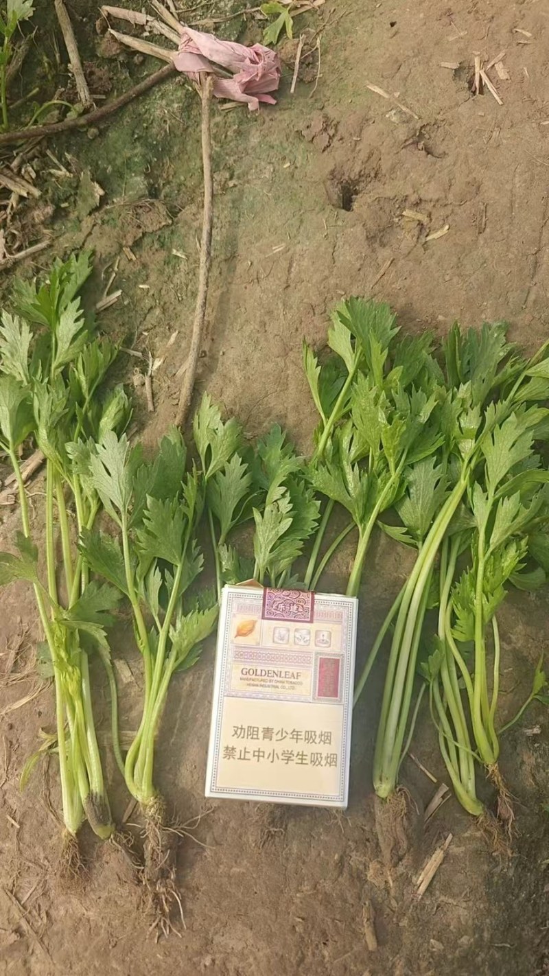 【芹菜苗】河南滑县精品芹菜苗产地直发可对接全国各地市场