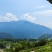 四川锦黄桃锦绣黄桃高山黄桃黄桃黄桃景秀黄桃