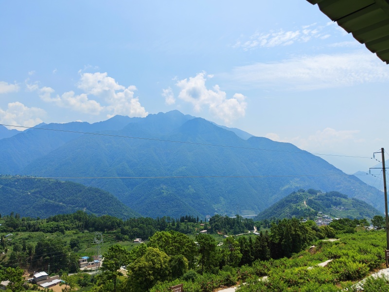 四川锦黄桃锦绣黄桃高山黄桃黄桃黄桃景秀黄桃
