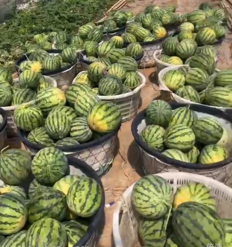 麒麟西瓜二茬