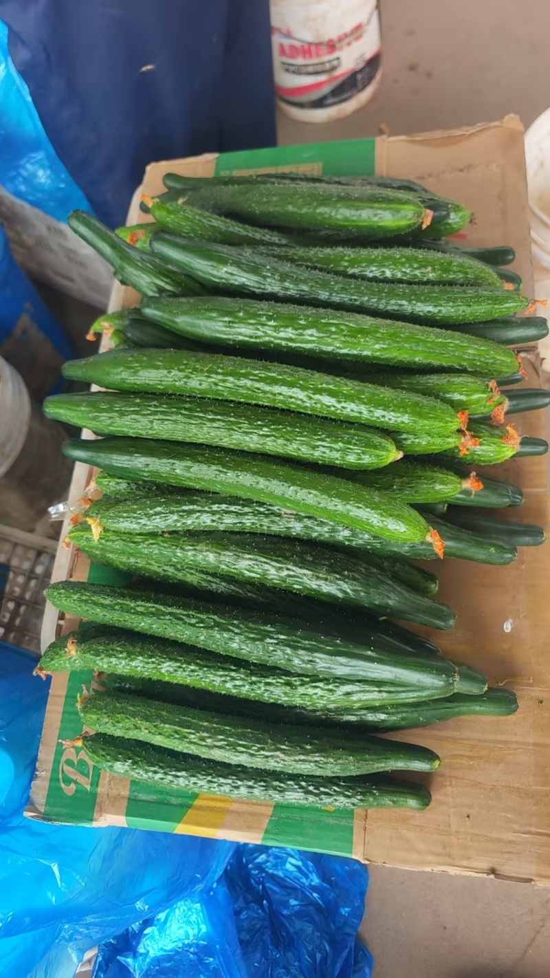 黄瓜