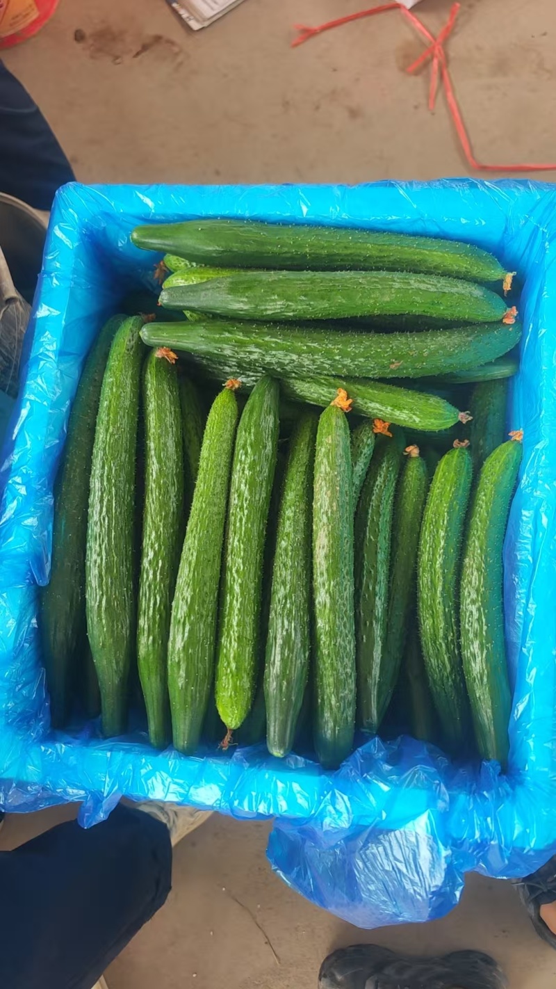 黄瓜