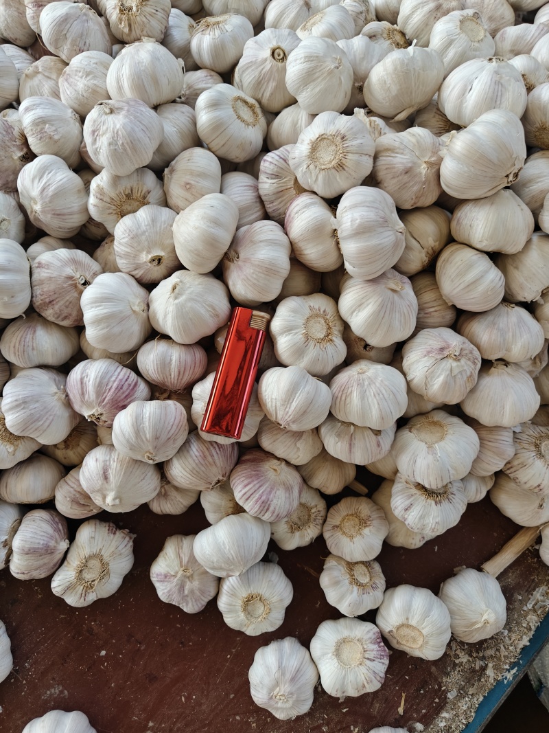 产地大蒜直发，紫皮大蒜，白皮大蒜，大蒜出口
