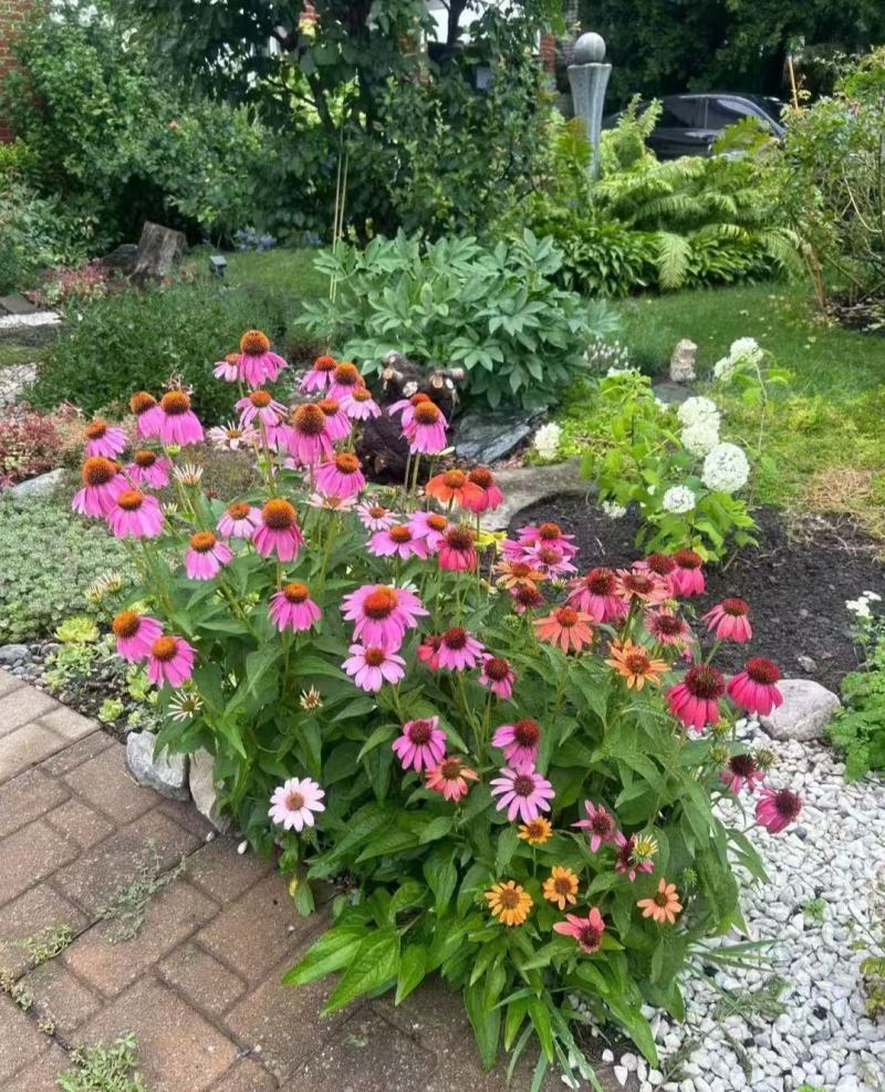 多彩松果菊种子彩色菊花草原种籽多年生宿根盆栽花海