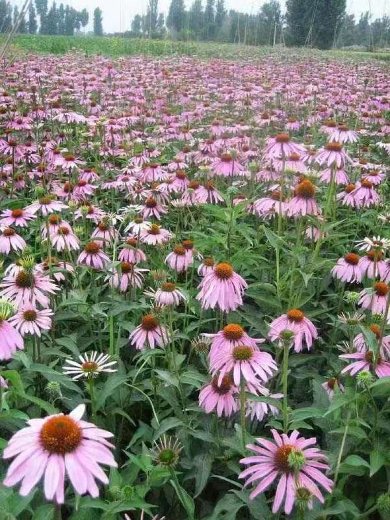 多彩松果菊种子彩色菊花草原种籽多年生宿根盆栽花海