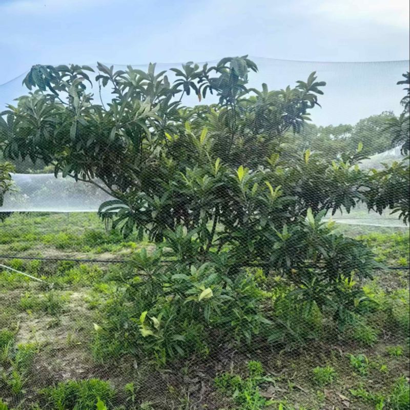 冠王枇杷树7年枇杷树基地直发带土发货成活率高技术指导