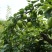 鞍山海城早酥梨精品礼盒装5斤一盒