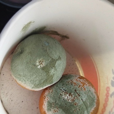 发霉的橘子