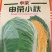 黄心大白菜苗，量大价优，可电联商议
