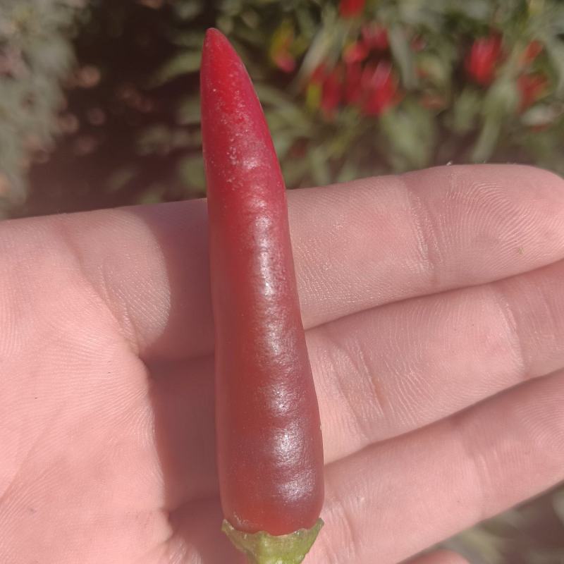 新鲜辣椒