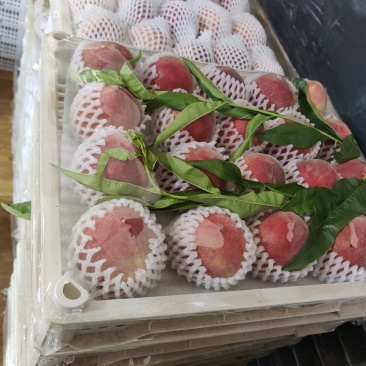 25蓝莓果实，11带果蓝莓盆栽，石头番茄，胭脂脆桃黄桃等