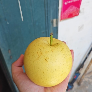洛阳嵩县元子沟果园种植皇冠梨大量上市！