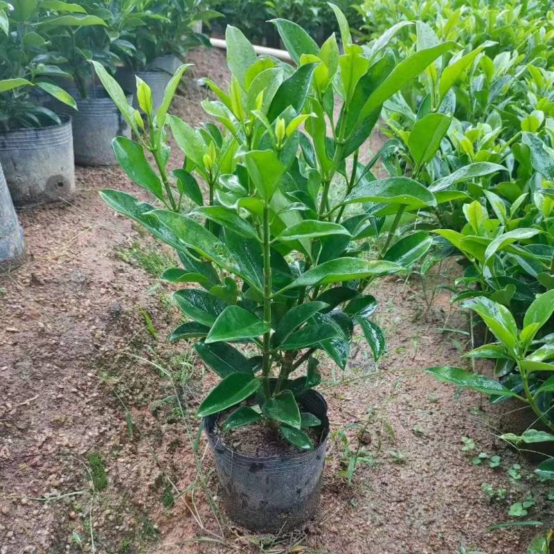 灰莉40-50-60高度，基地大量现货