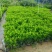 灰莉40-50-60高度，基地大量现货