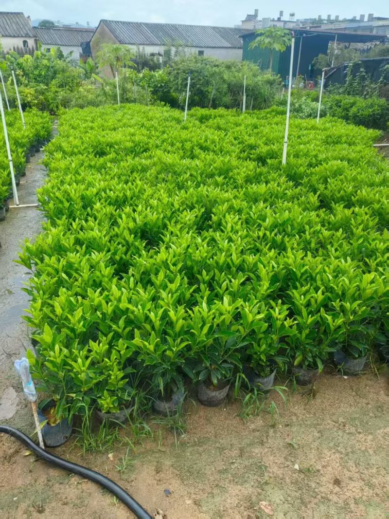 灰莉40-50-60高度，基地大量现货