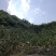 洛阳嵩县元子沟果园种植皇冠梨大量上市！