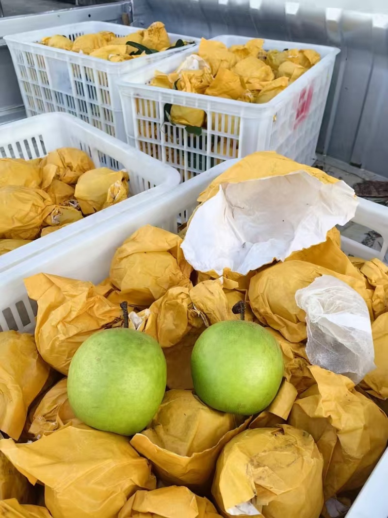 湖北恩施高山黄金梨