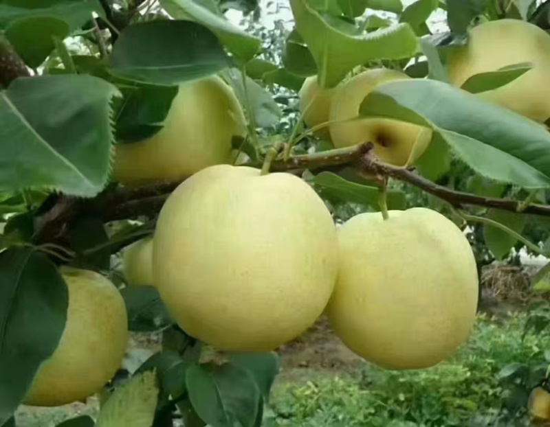 湖北恩施高山黄金梨