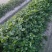 自家种植剩余8万棵（品种:甜宝章姬奶油）左右