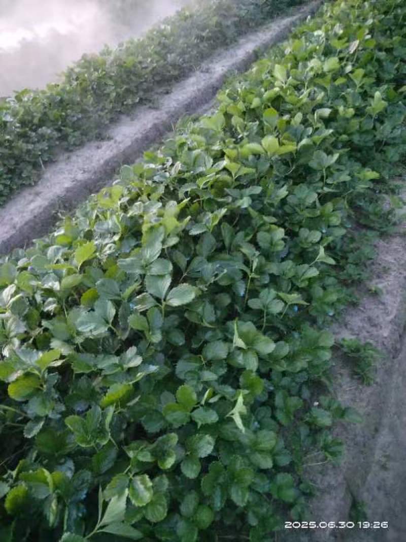 自家种植剩余8万棵（品种:甜宝章姬奶油）左右