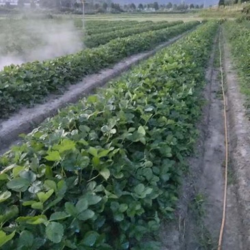 自家种植剩余8万棵（品种:甜宝章姬奶油）左右