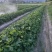 自家种植剩余8万棵（品种:甜宝章姬奶油）左右