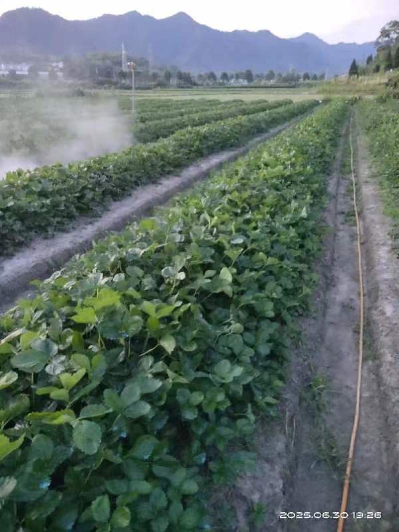 自家种植剩余8万棵（品种:甜宝章姬奶油）左右