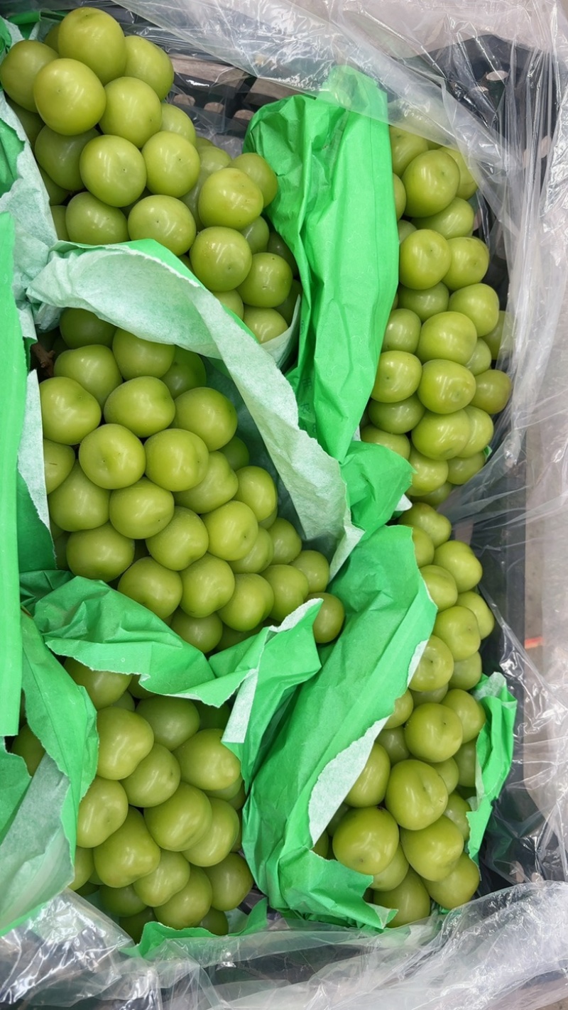 阳光玫瑰大量上市