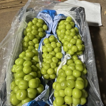 阳光玫瑰大量上市